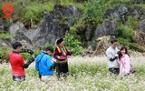 Ngất ngây với cánh đồng hoa tam giác mạch ở Hà Giang